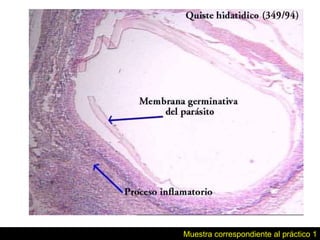 Muestra correspondiente al práctico 1 