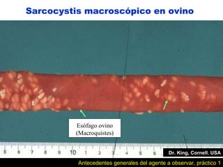 Dr. King, Cornell. USA Sarcocystis macroscópico en ovino Esófago ovino (Macroquistes) Antecedentes generales del agente a observar, práctico 1 