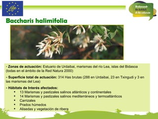 Zonas de actuación:  Estuario de Urdaibai, marismas del río Lea, islas del Bidasoa (todas en el ámbito de la Red Natura 2000) Superficie total de actuación:  314 Has brutas (288 en Urdaibai, 23 en Txingudi y 3 en las marismas del Lea) Hábitats de Interés afectados:   13 Marismas y pastizales salinos atlánticos y continentales  14 Marismas y pastizales salinos mediterráneos y termoatlánticos Carrizales Prados húmedos Alisedas y vegetación de ribera Baccharis halimifolia 