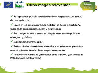 Se reproduce por vía sexual y también vegetativa por medio de brotes de raíz. Crece en un amplio rango de hábitats costeros. En la CAPV, sobre todo en marismas, dunas y acantilados Poco exigente con el suelo, se adapta a substratos pobres en nitrógeno y fósforo Bastante indiferente al pH  Resiste niveles de salinidad elevados e inundaciones periódicas relativas; tolerante a las heladas y a las nevadas Temperatura óptima de germinación entre 15 y 20ºC (por debajo de 15ºC desciende drásticamente) Otros rasgos relevantes 