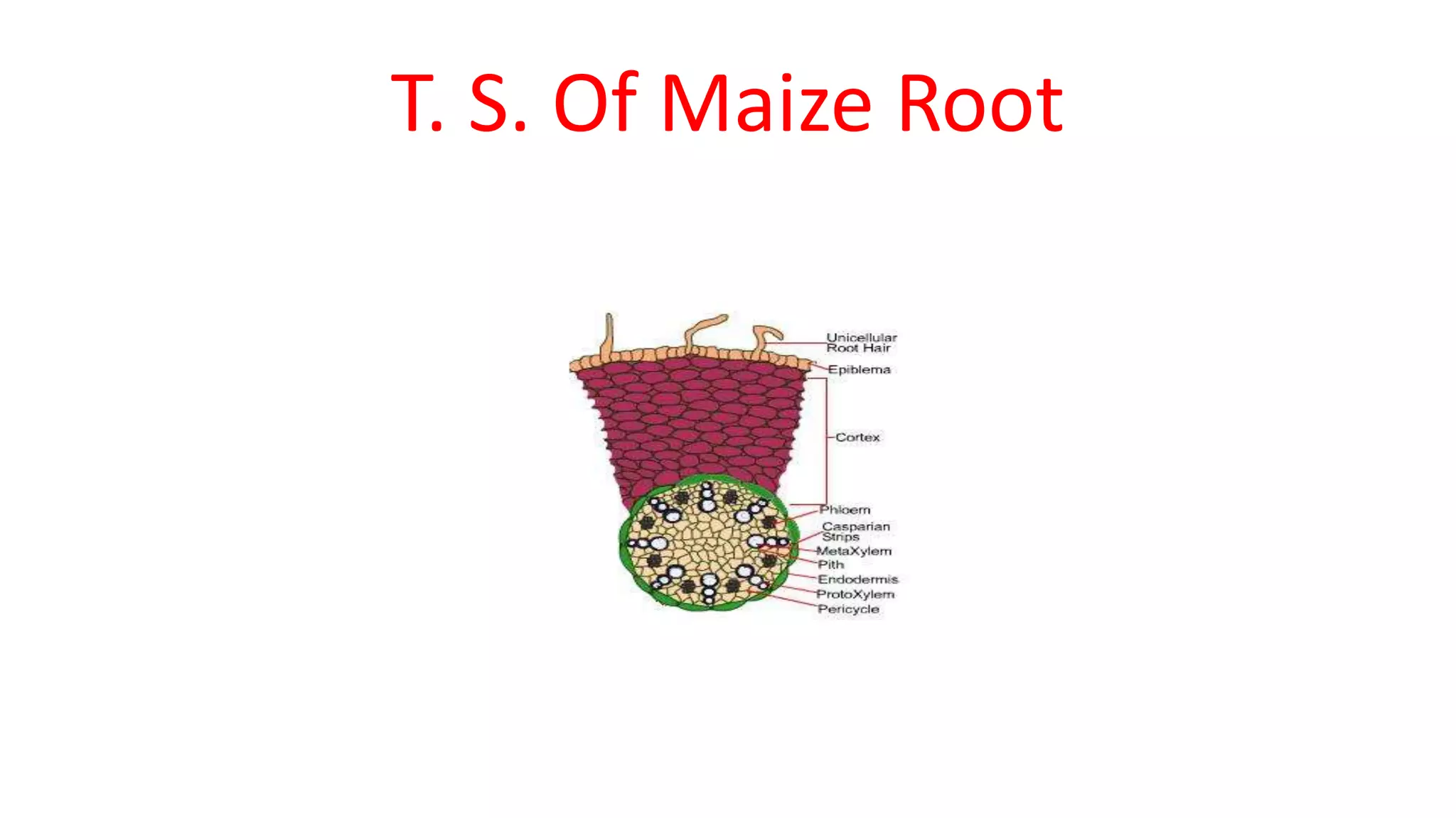 Primary structure Monocot Root | PPTX