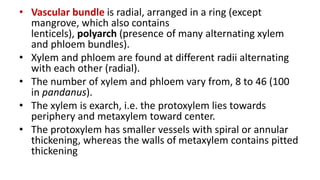 • Vascular bundle is radial, arranged in a ring (except
mangrove, which also contains
lenticels), polyarch (presence of many alternating xylem
and phloem bundles).
• Xylem and phloem are found at different radii alternating
with each other (radial).
• The number of xylem and phloem vary from, 8 to 46 (100
in pandanus).
• The xylem is exarch, i.e. the protoxylem lies towards
periphery and metaxylem toward center.
• The protoxylem has smaller vessels with spiral or annular
thickening, whereas the walls of metaxylem contains pitted
thickening
 