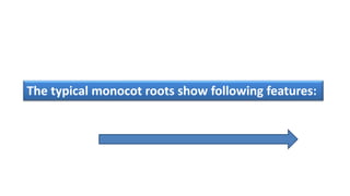The typical monocot roots show following features:
 