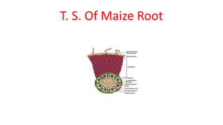 T. S. Of Maize Root
 