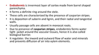 • Endodermis is innermost layer of cortex made from barrel shaped
parenchyma.
• It forms a definite ring around the stele.
• These cells are characterized by the presence of casparian stripes.
• It is deposition of suberin and lignin, and their radial and tangential
walls.
• Usually passage cells are absent in monocot roots.
• Due to presence of casparian stripes, endodermis forms water
tight jacket around the vascular tissues, hence it is also called
biological barrier.
• It regulates the inward and outward flow of water and minerals
and prevents diffusion of air into xylem elements.
 