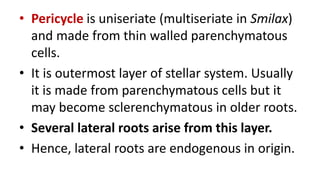 • Pericycle is uniseriate (multiseriate in Smilax)
and made from thin walled parenchymatous
cells.
• It is outermost layer of stellar system. Usually
it is made from parenchymatous cells but it
may become sclerenchymatous in older roots.
• Several lateral roots arise from this layer.
• Hence, lateral roots are endogenous in origin.
 