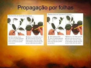 Divisão de raízes tuberosas 