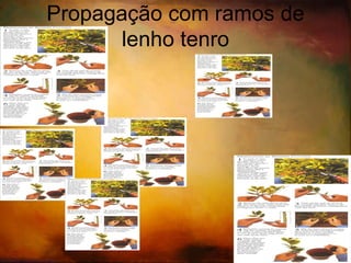Separação – Bolbos escamosos 