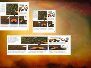 Propagação por folhas 