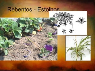 Propagação com ramos de lenho tenro 