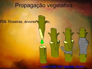 Alporquia Desenvolvida pelos chinesesse 