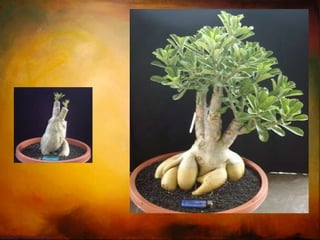 Micropropagação Usa os gomos da plantas ou partes e com a ajuda de hormonas ajudam a fazer uma nova planta 