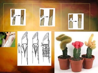 Propagação vegetativa Enxertia : Roseiras, árvores de fruto,  