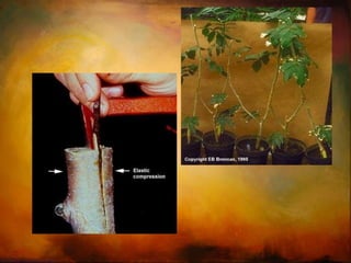 Incorporar tolerância ao calor 