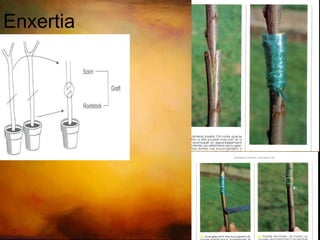 Reparar ramos partidos 
