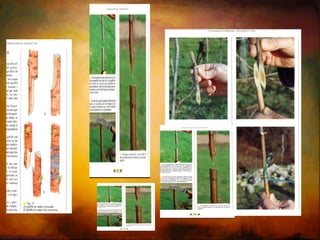 Regras da enxertia Plantas compatíveis  