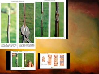 Existência de gomos 