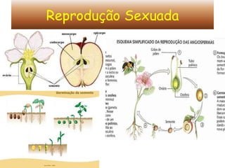 Reprodução assexuada ou Propagação vegetativa das plantas 