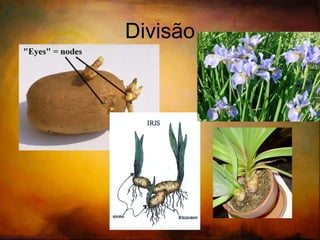 Propagação vegetativa Partes especializadas da planta  (caule, folhas, raízes): Begonias, Gardenias, Pineapples, Coleus 
