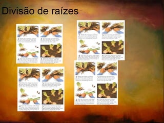 Separação/Divisão : Irises, Sempervivum, Lilies 