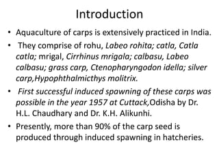 01 quality of carp seed | PPTX