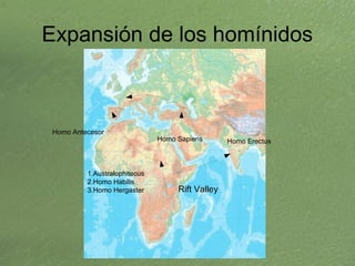www.lahistoriayotroscuentos.es 6
Expansión de los homínidos
Rift Valley
1.Australophitecus
2.Homo Habilis
3.Homo Hergaster...