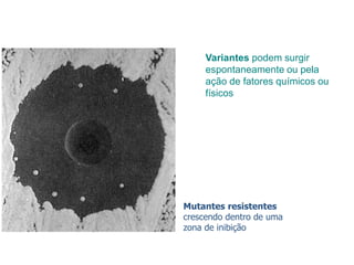 Variantes podem surgir
espontaneamente ou pela
ação de fatores químicos ou
físicos
Mutantes resistentes
crescendo dentro de uma
zona de inibição
 