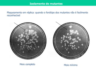 Isolamento de mutantes
Meio completo Meio mínimo
Plaqueamento em réplica: quando o fenótipo dos mutantes não é facilmente
reconhecível :
 
