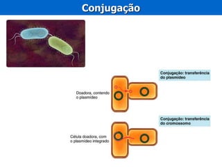 Conjugação
 