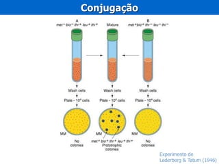 Experimento de
Lederberg & Tatum (1946)
Conjugação
 