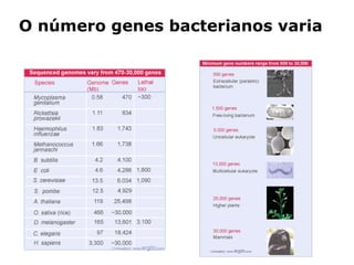 O número genes bacterianos varia
 