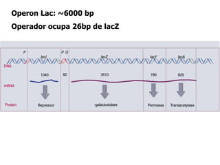 Operon Lac: ~6000 bp
Operador ocupa 26bp de lacZ
 