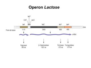 Operon Lactose
 
