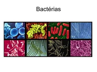 Bactérias
 