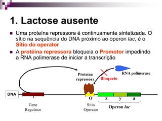 1. Lactose ausente
 Uma proteína repressora é continuamente sintetizada. O
sítio na sequência do DNA próximo ao operon lac, é o
Sítio do operator
 A protéina repressora bloqueia o Promotor impedindo
a RNA polimerase de iniciar a transcrição
Gene
Regulator
Operon lac
Sítio
Operator
z y a
DNA
I
O
Proteína
repressora
RNA polimerase
Bloqueio
 