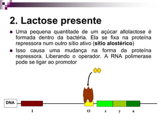 2. Lactose presente
 Uma pequena quantitade de um açúcar allolactose é
formada dentro da bactéria. Ela se fixa na proteína
repressora num outro sítio ativo (sítio alostérico)
 Isso causa uma mudança na forma da proteína
repressora. Liberando o operador. A RNA polimerase
pode se ligar ao promotor
z y a
DNA
I O
 