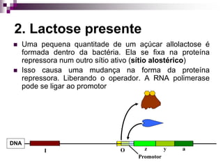 2. Lactose presente
 Uma pequena quantitade de um açúcar allolactose é
formada dentro da bactéria. Ela se fixa na proteína
repressora num outro sítio ativo (sítio alostérico)
 Isso causa uma mudança na forma da proteína
repressora. Liberando o operador. A RNA polimerase
pode se ligar ao promotor
Promotor
z y a
DNA
I O
 
