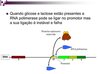  Quando glicose e lactose estão presentes a
RNA polimerase pode se ligar no promotor mas
a sua ligação é instável e falha
Promotor
z y a
DNA
I O
Proteína repressora
removida
RNA polimerase
 