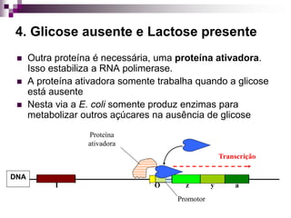 4. Glicose ausente e Lactose presente
 Outra proteína é necessária, uma proteína ativadora.
Isso estabiliza a RNA polimerase.
 A proteína ativadora somente trabalha quando a glicose
está ausente
 Nesta via a E. coli somente produz enzimas para
metabolizar outros açúcares na ausência de glicose
Promotor
z y a
DNA
I O
Transcrição
Proteína
ativadora
 