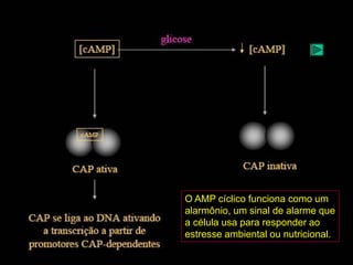 O AMP cíclico funciona como um
alarmônio, um sinal de alarme que
a célula usa para responder ao
estresse ambiental ou nutricional.
 