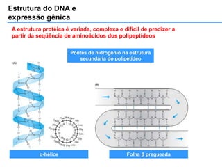Estrutura do DNA e
expressão gênica
A estrutura protéica é variada, complexa e difícil de predizer a
partir da seqüência de aminoácidos dos polipeptídeos
Pontes de hidrogênio na estrutura
secundária do polipetídeo
α-hélice Folha β pregueada
 
