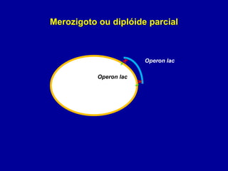 Operon lac
Operon lac
X
Merozigoto ou diplóide parcial
 