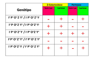 Genótipo
-Galactosidase Permease
Sem Lac Lactose Sem Lac Lactose
I+ P+ O+ Z- Y+ / I- P+ O+ Z+ Y-
- + - +
I+ P- Oc Z- Y+ / I- P+ Oc Z+ Y-
+ + - -
I- P+ Oc Z+ Y- / I- P+ O+Z- Y+
+ + + +
Is P+ O+ Z+ Y+ / I+ P+ O+ Z- Y+
- - - -
I- P+ Oc Z+ Y- / I+ P+ O+ Z- Y+
+ + - +
 