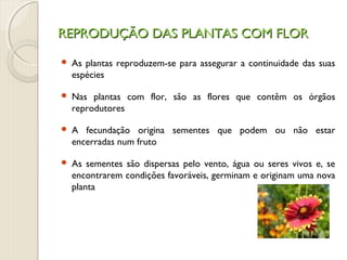 REPRODUÇÃO DAS PLANTAS COM FLORREPRODUÇÃO DAS PLANTAS COM FLOR
 As plantas reproduzem-se para assegurar a continuidade das suas
espécies
 Nas plantas com flor, são as flores que contêm os órgãos
reprodutores
 A fecundação origina sementes que podem ou não estar
encerradas num fruto
 As sementes são dispersas pelo vento, água ou seres vivos e, se
encontrarem condições favoráveis, germinam e originam uma nova
planta
 