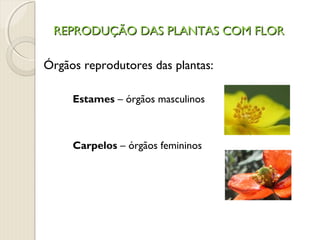 REPRODUÇÃO DAS PLANTAS COM FLORREPRODUÇÃO DAS PLANTAS COM FLOR
Órgãos reprodutores das plantas:
Estames – órgãos masculinos
Carpelos – órgãos femininos
 