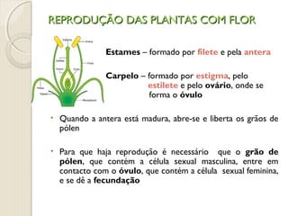REPRODUÇÃO DAS PLANTAS COM FLORREPRODUÇÃO DAS PLANTAS COM FLOR
Estames – formado por filete e pela antera
Carpelo – formado por estigma, pelo
estilete e pelo ovário, onde se
forma o óvulo
• Quando a antera está madura, abre-se e liberta os grãos de
pólen
• Para que haja reprodução é necessário que o grão de
pólen, que contém a célula sexual masculina, entre em
contacto com o óvulo, que contém a célula sexual feminina,
e se dê a fecundação
 