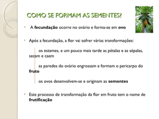 COMO SE FORMAM AS SEMENTES?COMO SE FORMAM AS SEMENTES?
• A fecundação ocorre no ovário e forma-se em ovo
• Após a fecundação, a flor vai sofrer várias transformações:
os estames, e um pouco mais tarde as pétalas e as sépalas,
secam e caem
as paredes do ovário engrossam e formam o pericarpo do
fruto
os ovos desenvolvem-se e originam as sementes
• Este processo de transformação da flor em fruto tem o nome de
frutificação
 
