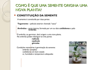 COMO É QUE UMA SEMENTE ORIGINA UMACOMO É QUE UMA SEMENTE ORIGINA UMA
NOVA PLANTA?NOVA PLANTA?
 CONSTITUIÇÃO DA SEMENTE
A semente é constituída por duas partes:
Tegumento – película exterior chamada “casca”
Amêndoa – parte interna, formada por um ou dois cotilédones e pelo
embrião.
O embrião, ao germinar, dará origem a uma nova planta.
No embrião podem distinguir-se três partes:
radícula
caulículo
gémulas
Condições necessárias à germinação da semente:
embrião completo
cotilédones em bom estado
ar, humidade e temperatura adequadas
 