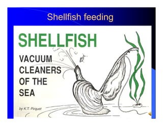 Tulla Shellfish Bob Rheault,
