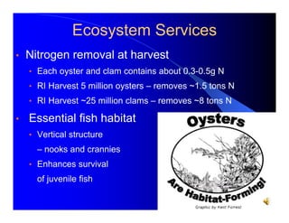 Ecosystem Services
•

Nitrogen removal at harvest
• Each oyster and clam contains about 0.3-0.5g N
• RI Harvest 5 million oysters – removes ~1.5 tons N
• RI Harvest ~25 million clams – removes ~8 tons N

•

Essential fish habitat
• Vertical structure

– nooks and crannies
• Enhances survival

of juvenile fish

 